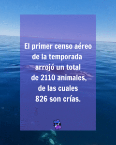 Récord histórico: más de 2.100 ballenas francas en Península Valdés según el censo aéreo 2025